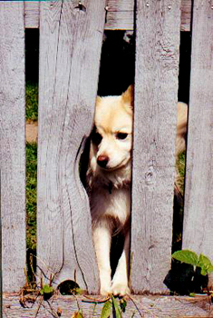 dog_in_fence