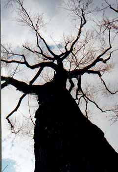 tree